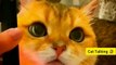 Funny Talking Cat _ Talking Cat Videos _ Funny Animals Video _ Cute Animals Yt  #shorts #animals (1)