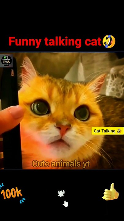 Funny Talking Cat _ Talking Cat Videos _ Funny Animals Video _ Cute Animals Yt  #shorts #animals (1)