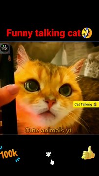 Funny Talking Cat _ Talking Cat Videos _ Funny Animals Video _ Cute Animals Yt #shorts #animals (1)