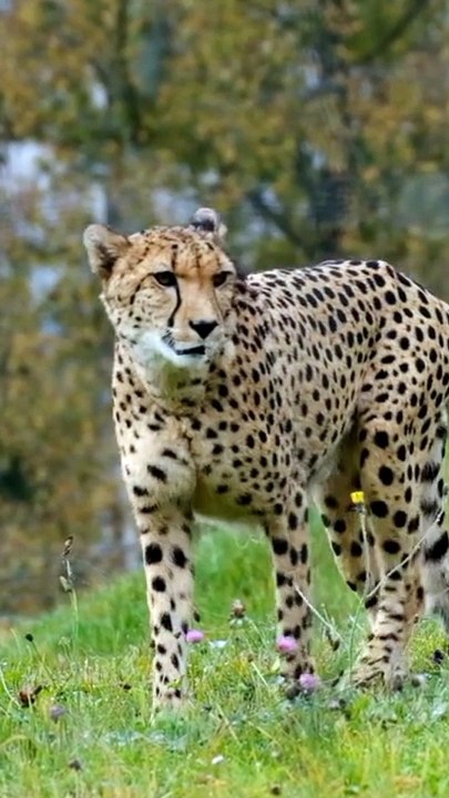 Cheetha on hunt !!