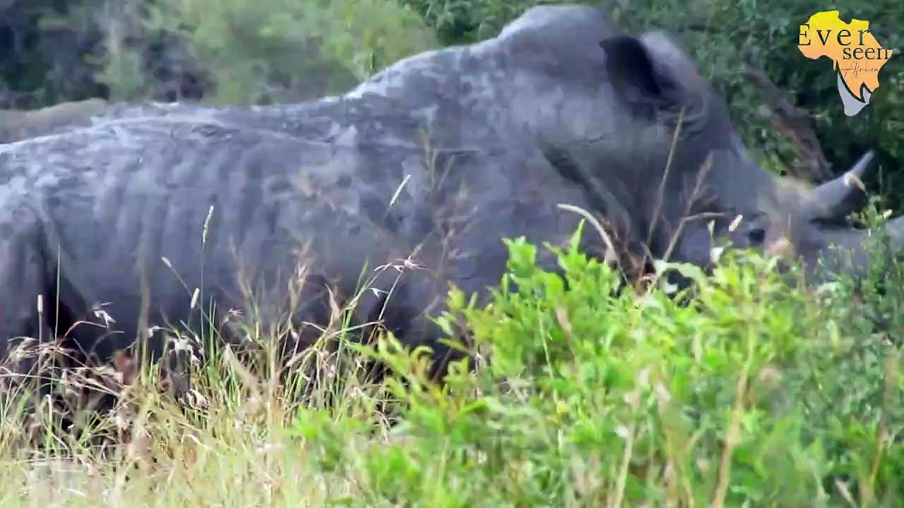 Rhinos Fighting To THE DEATH - Brutal encounter