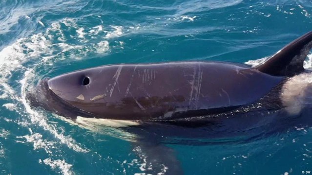 لماذا زادت هجمات حيتان قاتلة عند ساحل إسبانيا الأطلسي؟