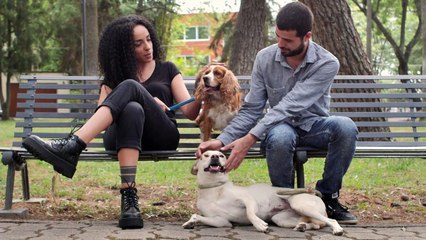 Man and woman chatting in a park with their dogs