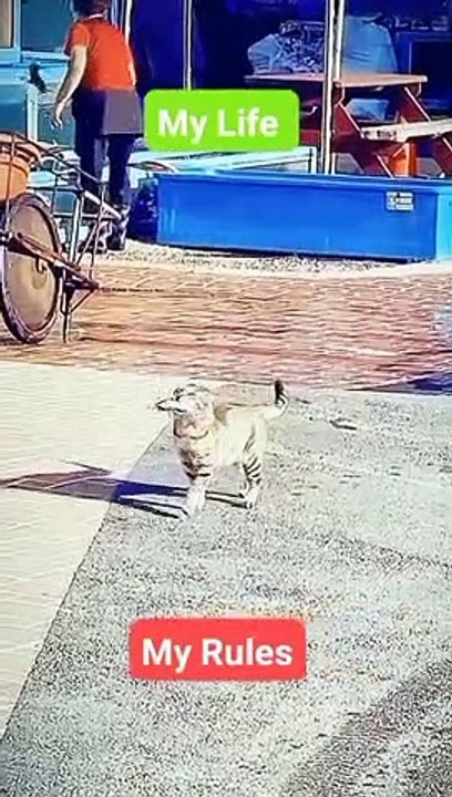 Proud Cat 