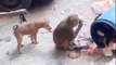 Monkey vs dog real fight _ funny dog vs monkey video l funny video l comedy videos