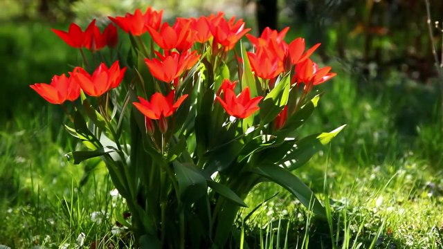 Yunus (Yedi Karanfil) - Esen Müzik