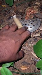 Trapped Toad Freed From Drain