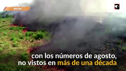 Alerta Aumentaron los incendios en la selva amazónica