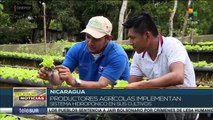Productores nicaragüenses implementan técnicas hidropónicas en sus cultivos