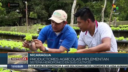 下载视频: Productores nicaragüenses implementan técnicas hidropónicas en sus cultivos