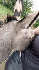 Smiley Donkey Loves Cuddles