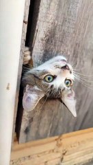 Kitten Gets His Head Stuck in a Hole