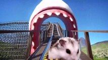 Little Hamster Adventures- Shark Theme Park roller coaster extreme challenge, the process is thrilling and exciting! - watermelon video