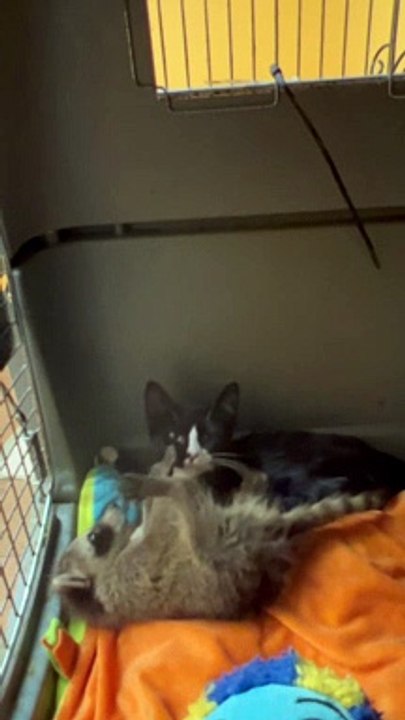 Orphaned Kitten and Raccoon are Inseparable