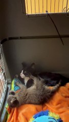 Orphaned Kitten and Raccoon are Inseparable