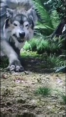 I am big kid now © animals transformation