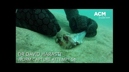 Marine worm, September 2, 2022, Port Stephens Examiner