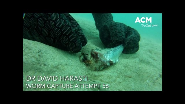 Marine worm, September 2, 2022, Port Stephens Examiner