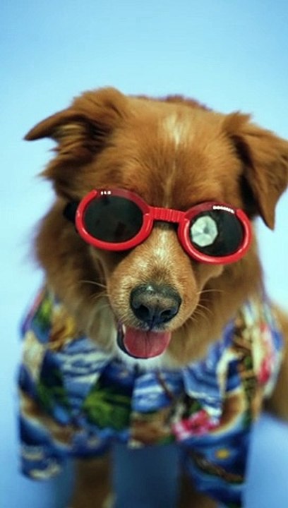 Funny  Smart Dog