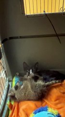 Orphaned Kitten and Raccoon are Inseparable