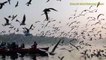 Smooth Mind Relaxing Music With Nature Sounds Beautiful Birds Techshahin24