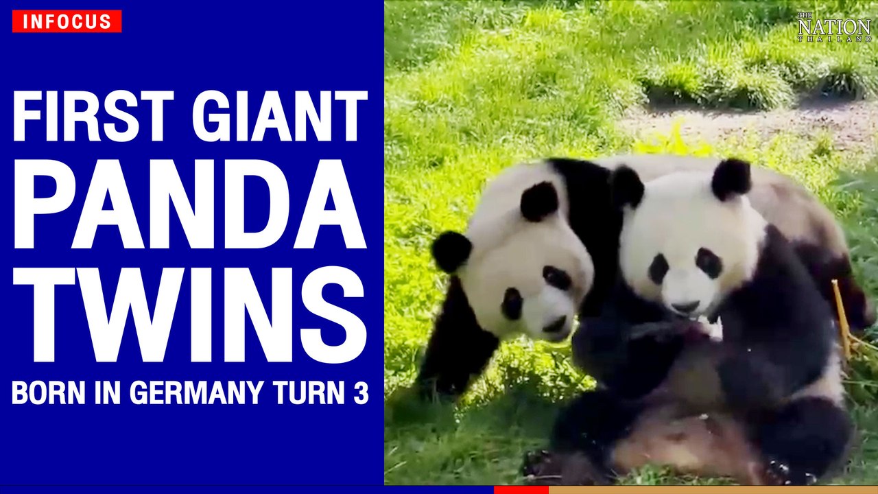 First giant panda twins born in Germany turn 3 | The Nation