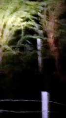 Gujarat Tiger महीसागर जिले में बाघ दिखने का वीडियो वायरल