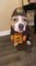 Owner Makes Dog Wear Delivery Guy's Costume For Halloween