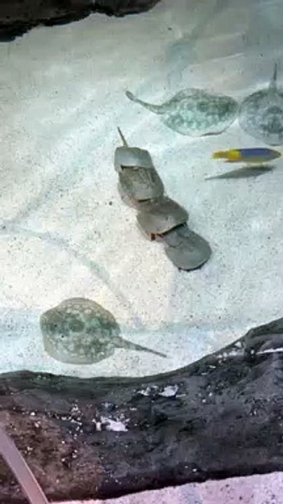 Accouplement de crabes fer à cheval dans un aquarium buzz buddy