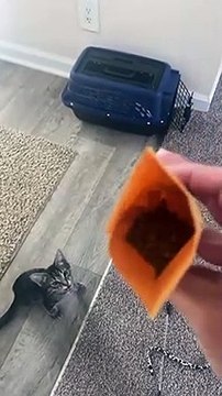 Tripp le chat à trois pattes aime l'herbe à chat buzz buddy