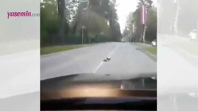 Kirpiyi karşıdan karşıya geçirmeye çalışan karga videosu ilgi gördü!
