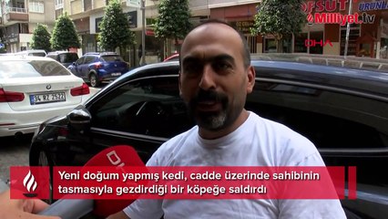 Güngören'de kedinin köpeğe saldırısı kamerada
