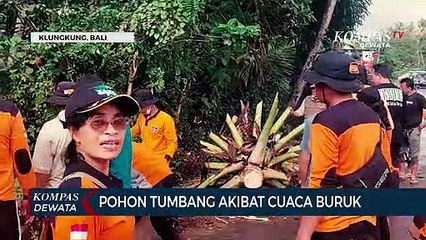 Pohon Tumbang Akibat Cuaca Buruk
