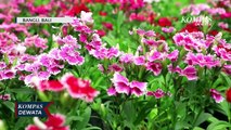 Wisata Bunga & Tanaman Hias Di Desa Penglipuran