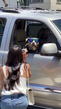 Try Not To Laugh Animals | Funniest Cat & Dog Videos In The World | Funny Reaction Video