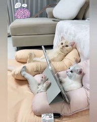 Cute cats video#1 cat lovers  short #2022