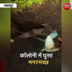 जबलपुर : कॉलोनी में घुसा मगरमच्छ
