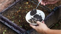 Kaffeesatz im Garten: Diese Fehler sollten bei der Verwendung unbedingt vermieden werden (2)