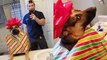Dog looks at himself in the mirror after owner dresses him up as a Christmas present