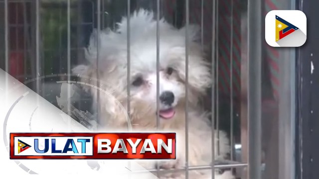 Pet I-Chip o Pet Identification project, inilunsad sa Pasig City