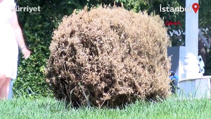 İstanbul'da çayır tırtılı parklara indi