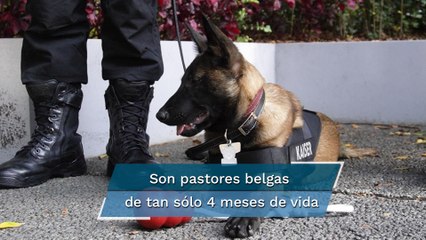 Entrenan escuadrón canino para buscar narcóticos y armas