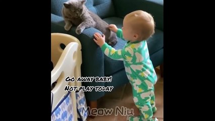 Best Cat Slap  Very Funny Cat Video