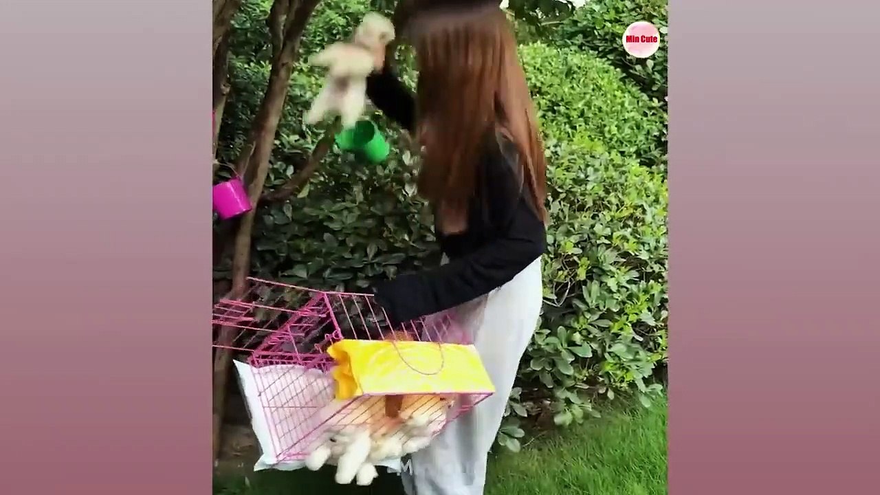 Tik Tok Chó Phốc Sóc Mini Funny and Cute Pomeranian 02 video Dailymotion