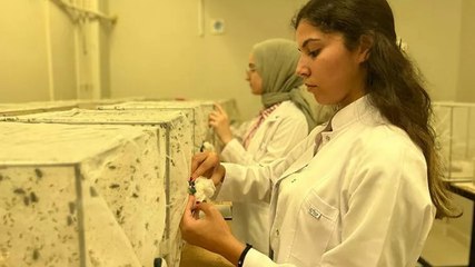 'Batı Nil Virüsü' Yunanistan'da can aldı, Türkiye için uyarı geldi