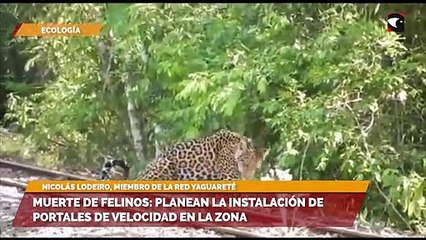 Preocupa la muerte de felinos en Misiones