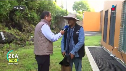 Dan curso para que perros puedan actuar ante un desastre natural