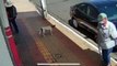 Un chien intelligent vole de la nourriture dans une voiture