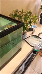 Ce poisson déteste son maitre