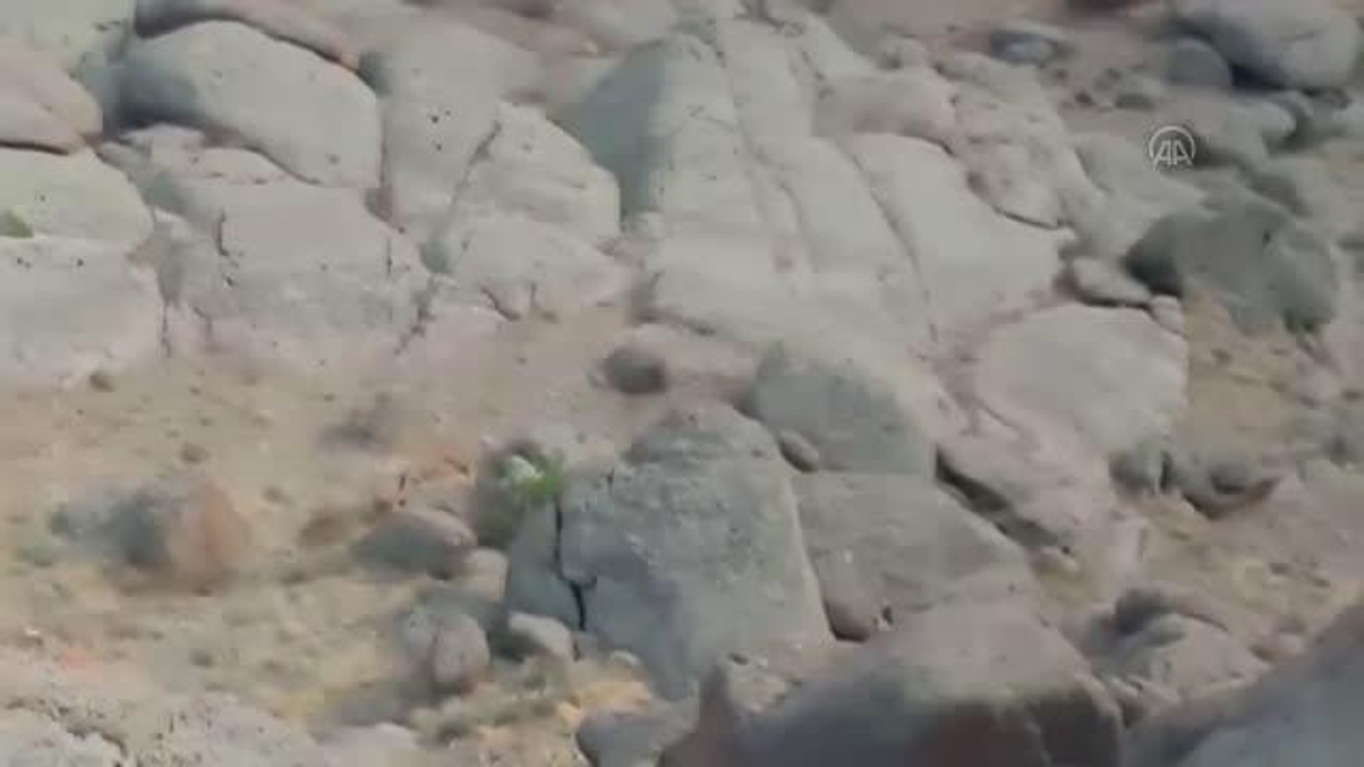 Yaban keçileri görüntülendi